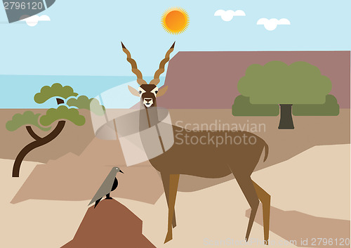 Image of Antelope 