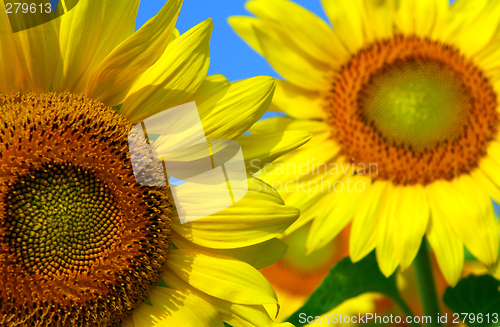 Image of Sunflowers
