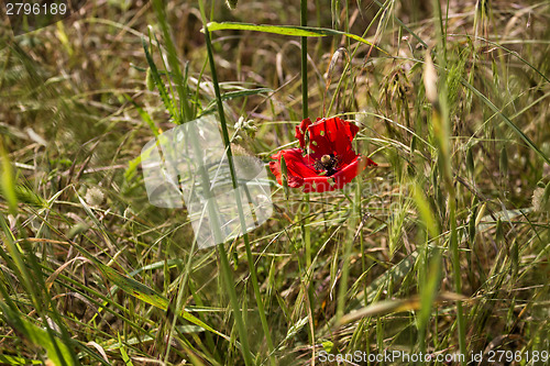 Image of Red poppy 