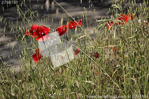 Image of Red poppies fields 