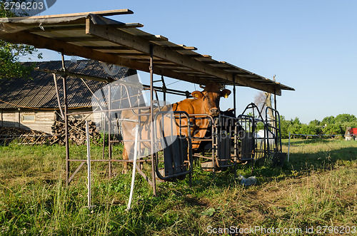 Image of cow in rural milking paddock outdoor 