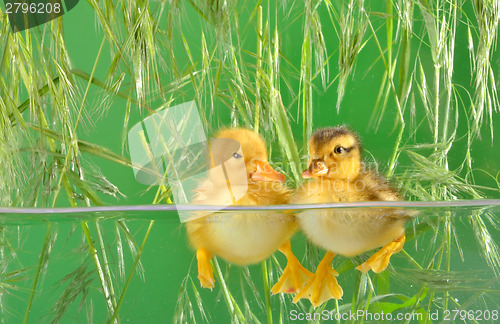 Image of ducklings swimming