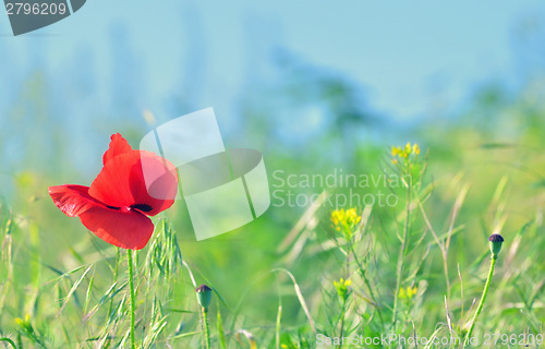 Image of red poppy flower