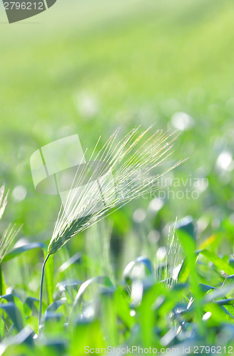 Image of Green ear of corn 