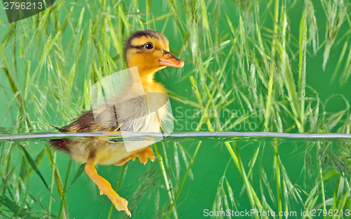 Image of the brown duckling swimming 