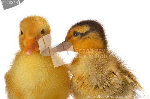 Image of two ducklings