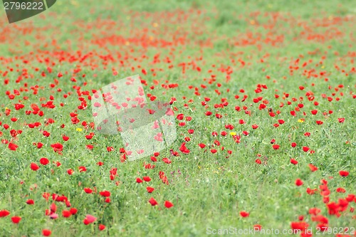 Image of Spring flowers - red on green