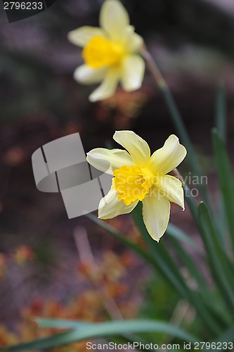 Image of Beautiful Daffodils (Narcissus)