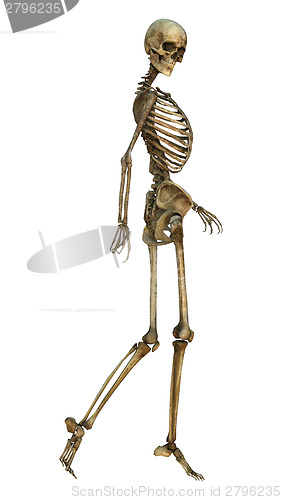 Image of Smiling Skeleton