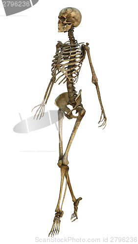 Image of Walking Skeleton