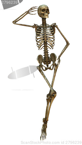 Image of Human Skeleton