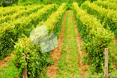 Image of Vines