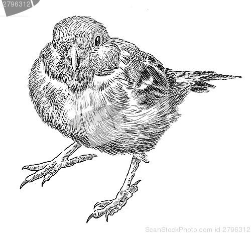 Image of sparrow