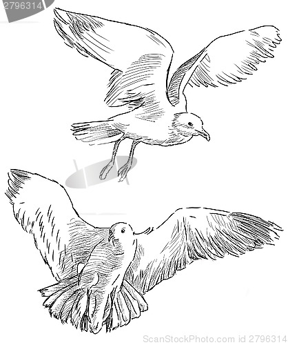 Image of flying gulls