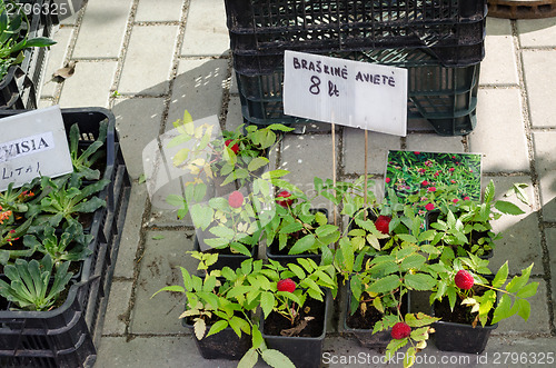 Image of strawberry raspberry (Rubus illecebrosus) seedling 