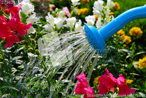 Image of Watering flowers