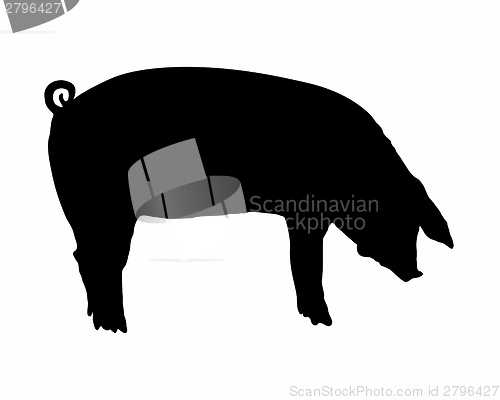 Image of Pig