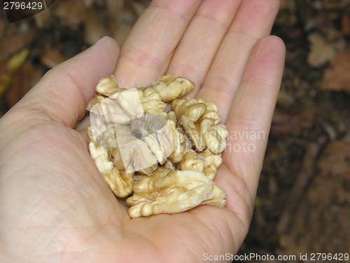 Image of Walnuts in the palm of a womans hand