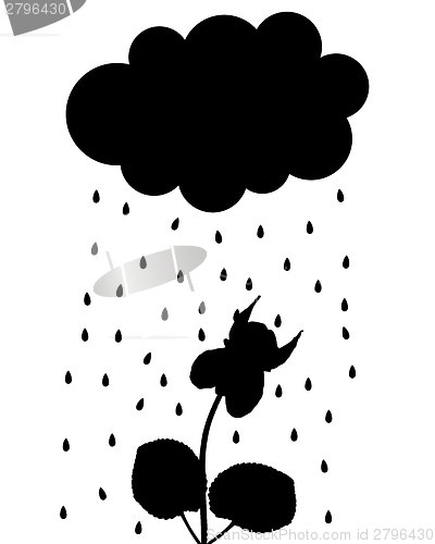Image of Rain cloud and viola