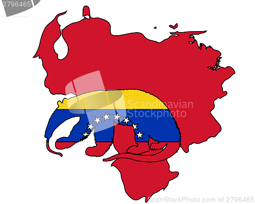 Image of Anteater  Venezuela 