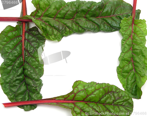 Image of Four red stemmed chard formed as square on white background