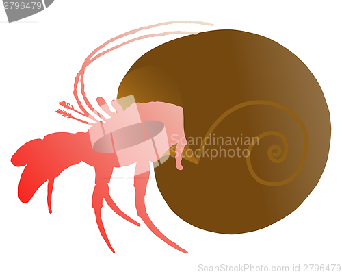 Image of Hermit crab 