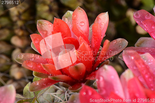 Image of Beautiful gymnocalycium cactus flowers