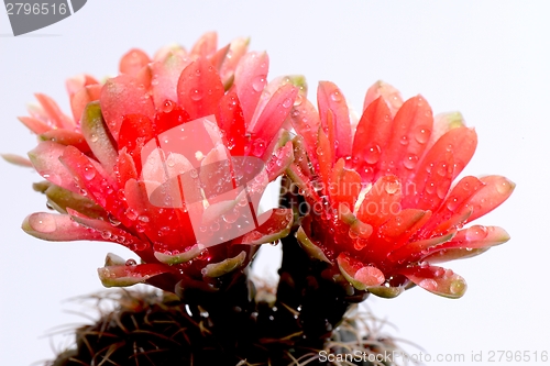 Image of Beautiful gymnocalycium cactus flowers