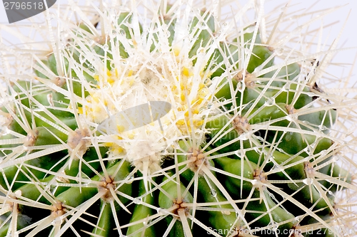 Image of Cactus closeup