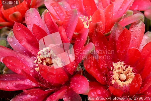 Image of Beautiful gymnocalycium cactus flowers