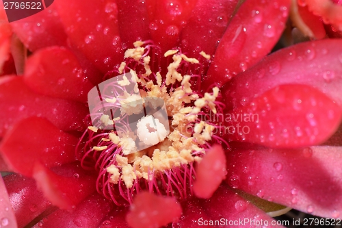 Image of Beautiful gymnocalycium cactus flower macro