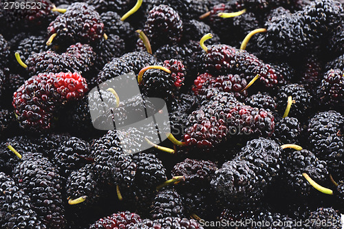 Image of Closeup of many mulberry fruits