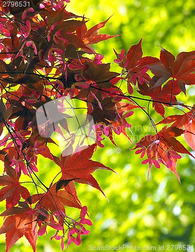 Image of Japanese Maple