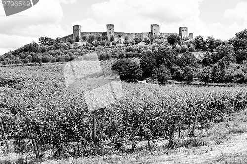 Image of Wineyard in Tuscany