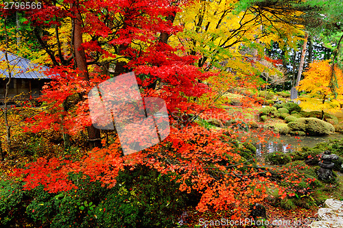 Image of Maple tree in Japanese garden