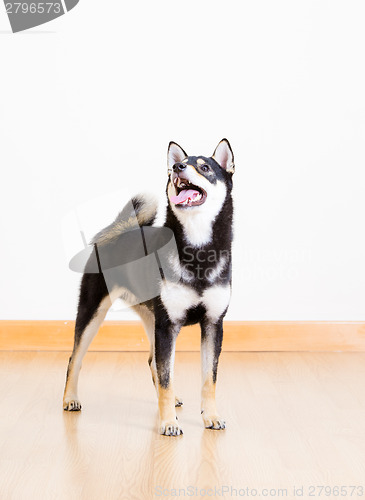 Image of Black shiba inu dog 