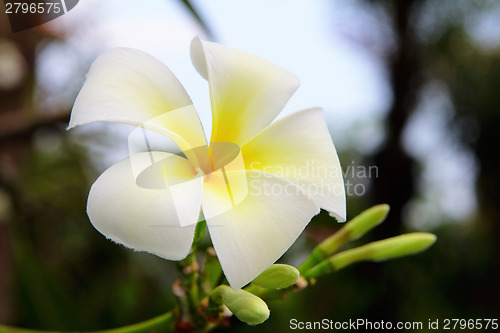 Image of Plumeria blossom