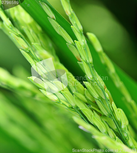 Image of Paddy field