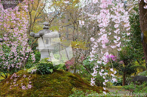 Image of Japanese park with sakura tree