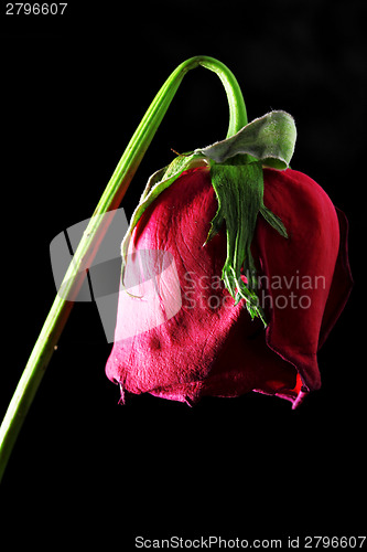 Image of Wilted rose on black