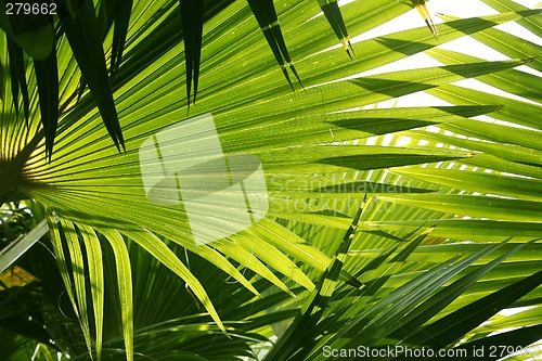 Image of Forest Abstract