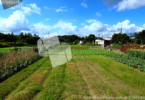 Image of Paddy rice field