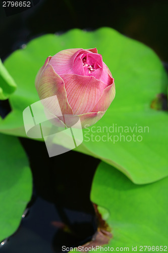 Image of Lotus bud
