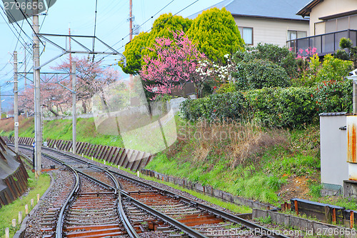 Image of Railway with sakura tree