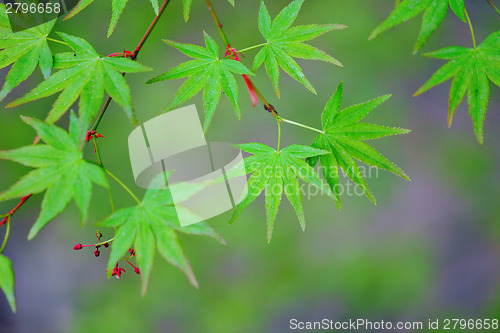 Image of Green maple leaves