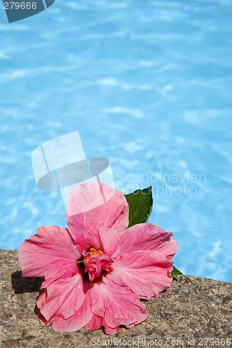 Image of Hibiscus by Pool