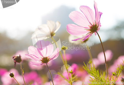 Image of Violet daisy flower