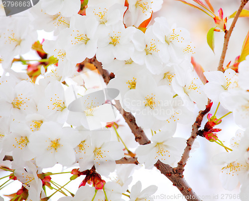 Image of Sakura in white