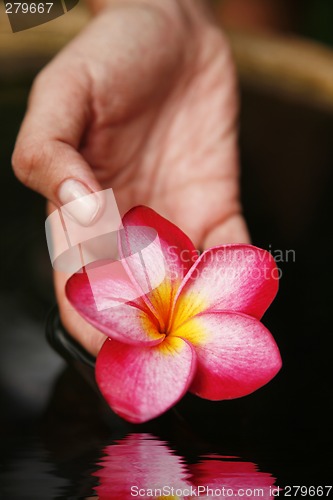 Image of Hand and Flower