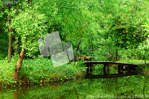 Image of Beautiful forest 